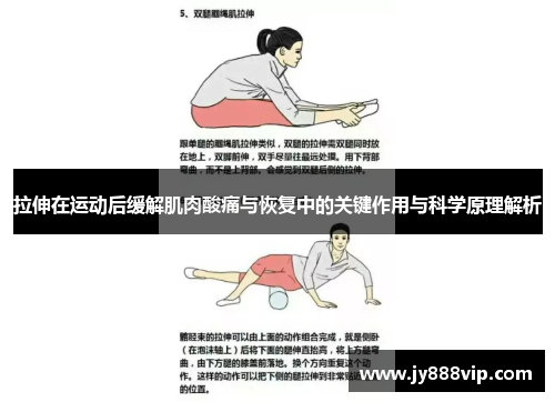 拉伸在运动后缓解肌肉酸痛与恢复中的关键作用与科学原理解析